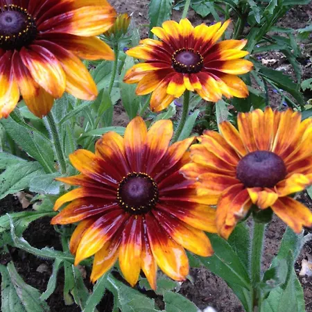 Casa vacanze Mazurska Riwiera *